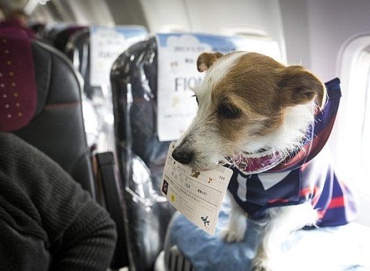 Hành khách có được mang theo vật nuôi lên máy bay hay không?