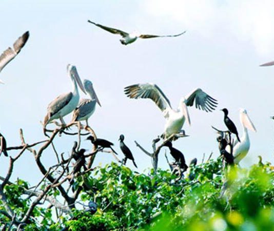 Vé máy bay giá rẻ đi Cà Mau - Khám phá cực nam Tổ Quốc, Cách di chuyển từ sân bay tới trung tâm thành phố Cà Mau